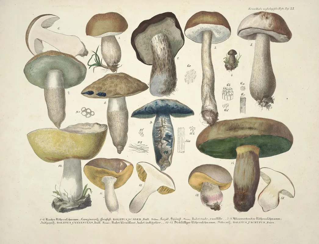 Naturgetreue Abblidungen Und Beschreibungen Der Essbaren Scha%cc%88dlichen Und Verda%cc%88chtigen Schwa%cc%88mme Pl 35 Wall Art by Julius Vincenz von Krombholz - High-Resolution Digital Print