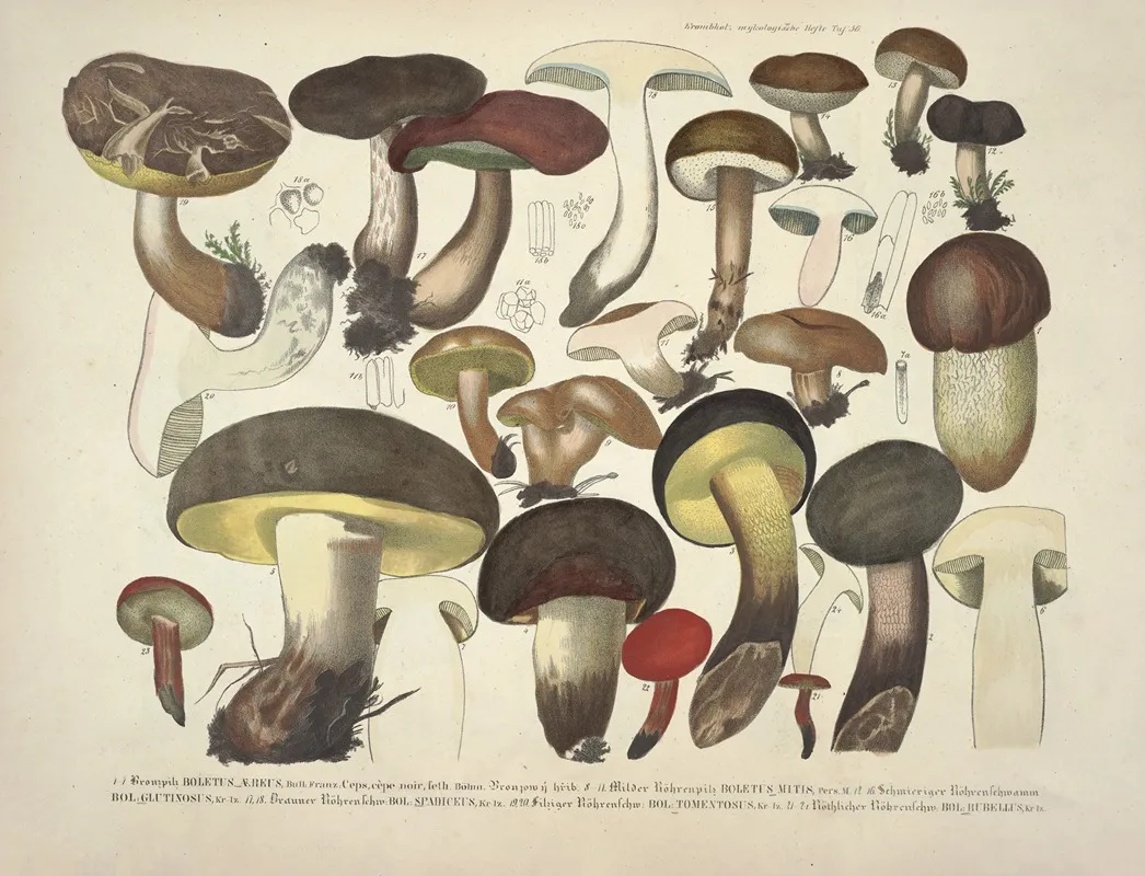 Naturgetreue Abblidungen Und Beschreibungen Der Essbaren Scha%cc%88dlichen Und Verda%cc%88chtigen Schwa%cc%88mme Pl 36 Wall Art by Julius Vincenz von Krombholz - High-Resolution Digital Print