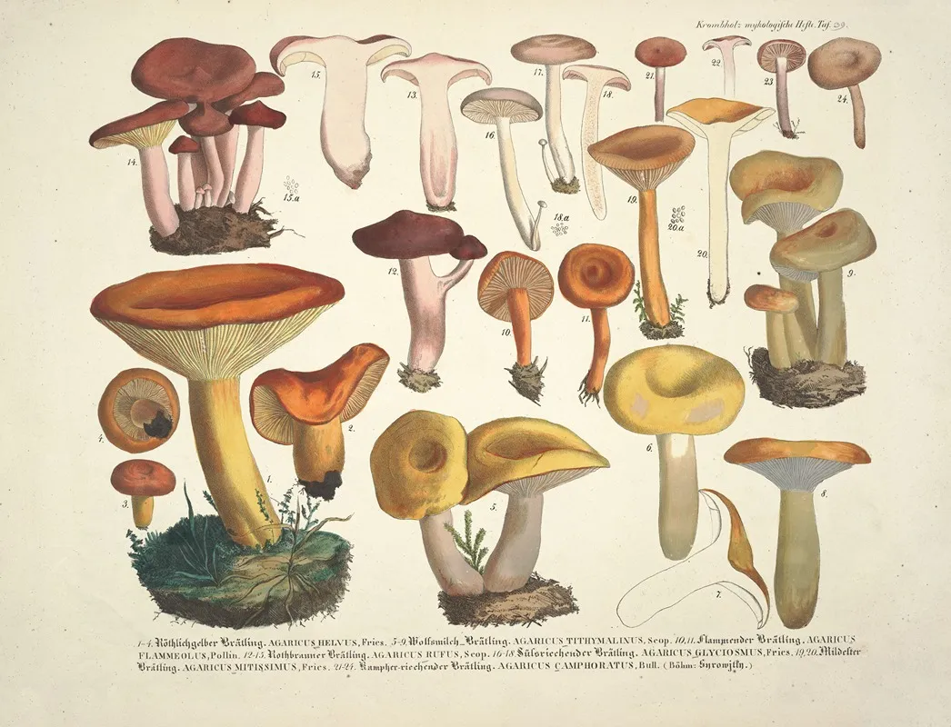 Naturgetreue Abblidungen Und Beschreibungen Der Essbaren Scha%cc%88dlichen Und Verda%cc%88chtigen Schwa%cc%88mme Pl 39 Wall Art by Julius Vincenz von Krombholz - High-Resolution Digital Print