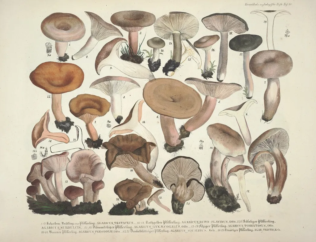 Naturgetreue Abblidungen Und Beschreibungen Der Essbaren Scha%cc%88dlichen Und Verda%cc%88chtigen Schwa%cc%88mme Pl 40 Wall Art by Julius Vincenz von Krombholz - High-Resolution Digital Print