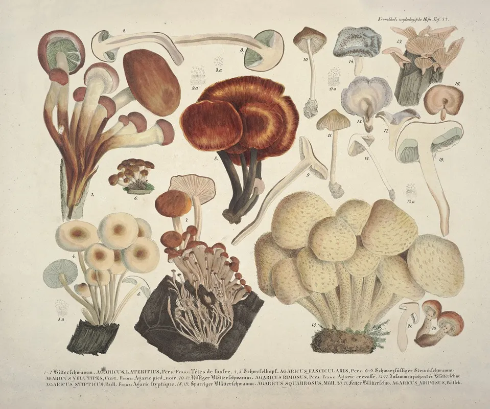 Naturgetreue Abblidungen Und Beschreibungen Der Essbaren Scha%cc%88dlichen Und Verda%cc%88chtigen Schwa%cc%88mme Pl 44 Wall Art by Julius Vincenz von Krombholz - High-Resolution Digital Print