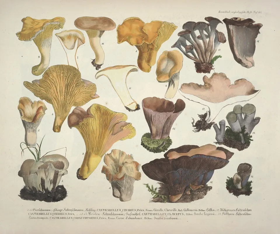 Naturgetreue Abblidungen Und Beschreibungen Der Essbaren Scha%cc%88dlichen Und Verda%cc%88chtigen Schwa%cc%88mme Pl 45 Wall Art by Julius Vincenz von Krombholz - High-Resolution Digital Print