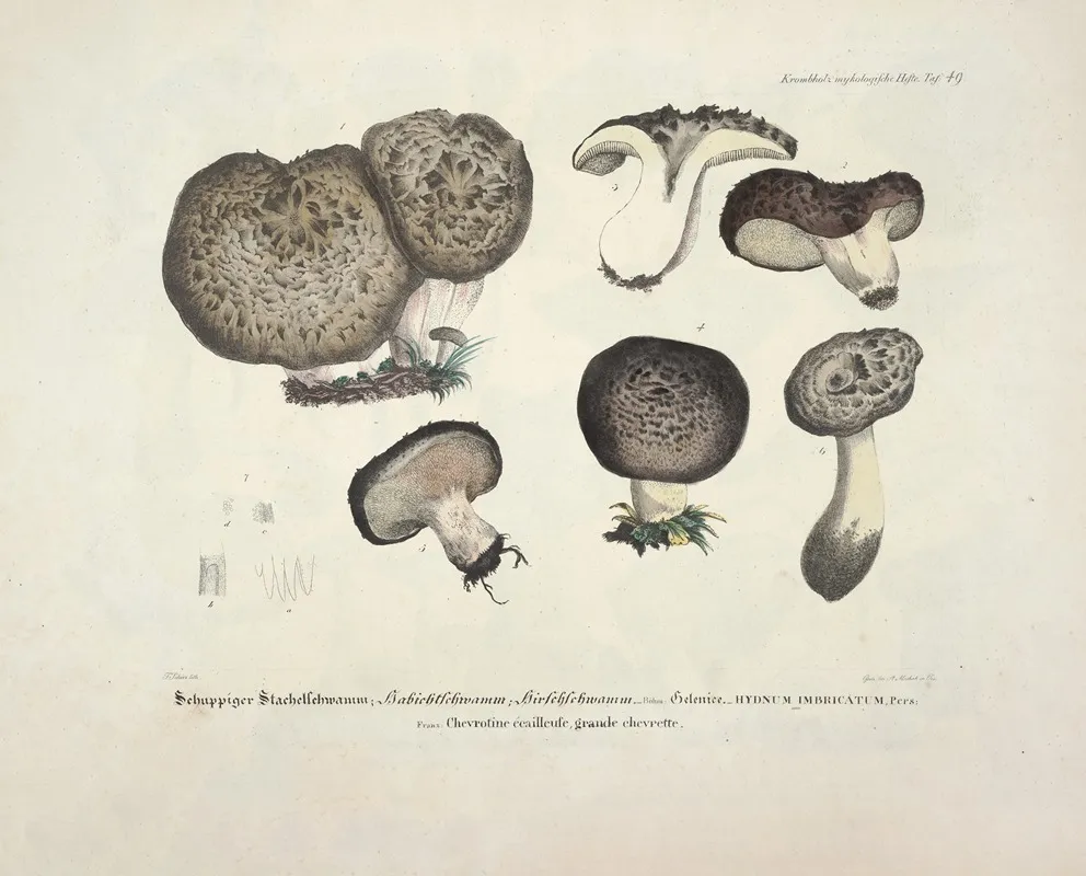 Naturgetreue Abblidungen Und Beschreibungen Der Essbaren Scha%cc%88dlichen Und Verda%cc%88chtigen Schwa%cc%88mme Pl 49 Wall Art by Julius Vincenz von Krombholz - High-Resolution Digital Print