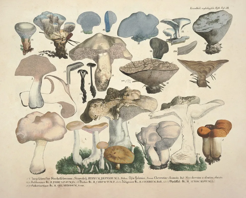 Naturgetreue Abblidungen Und Beschreibungen Der Essbaren Scha%cc%88dlichen Und Verda%cc%88chtigen Schwa%cc%88mme Pl 50 Wall Art by Julius Vincenz von Krombholz - High-Resolution Digital Print