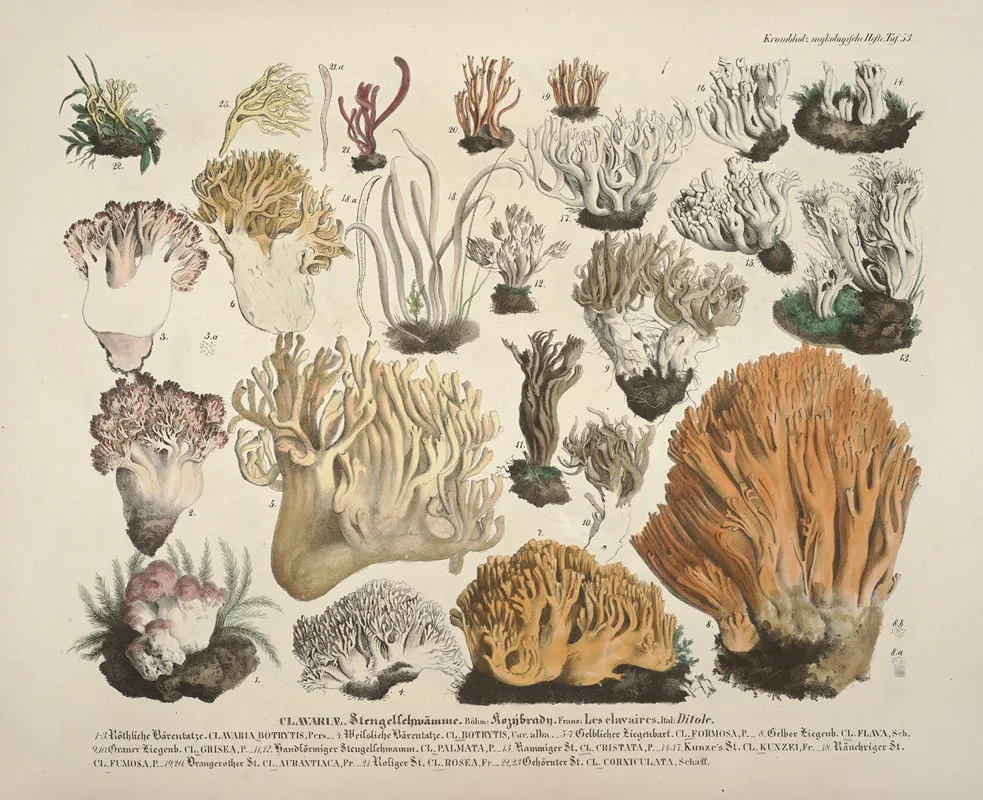 Naturgetreue Abblidungen Und Beschreibungen Der Essbaren Scha%cc%88dlichen Und Verda%cc%88chtigen Schwa%cc%88mme Pl 53 Wall Art by Julius Vincenz von Krombholz - High-Resolution Digital Print