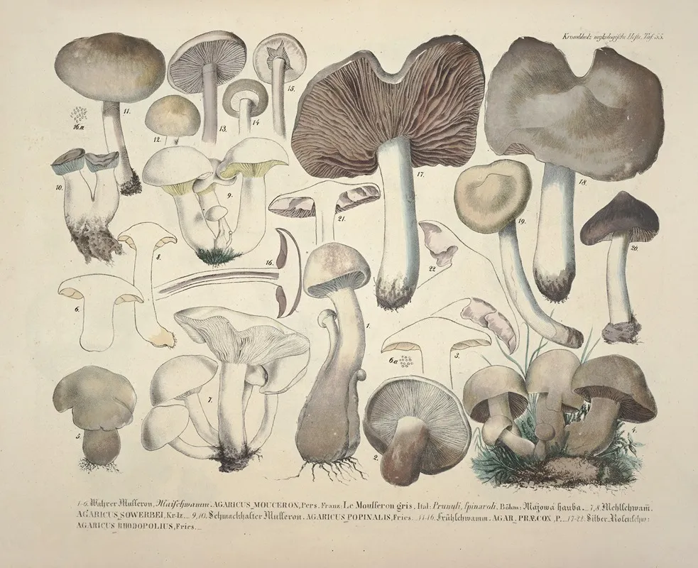 Naturgetreue Abblidungen Und Beschreibungen Der Essbaren Scha%cc%88dlichen Und Verda%cc%88chtigen Schwa%cc%88mme Pl 55 Wall Art by Julius Vincenz von Krombholz - High-Resolution Digital Print