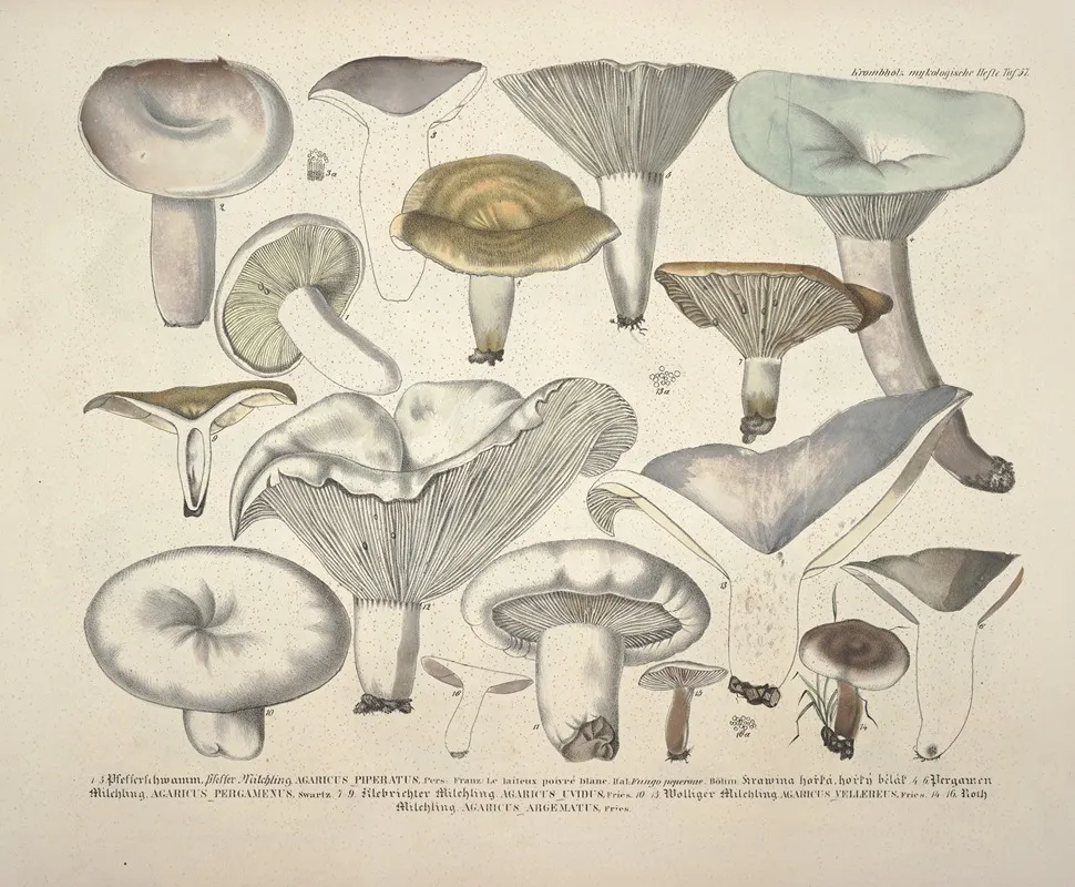 Naturgetreue Abblidungen Und Beschreibungen Der Essbaren Scha%cc%88dlichen Und Verda%cc%88chtigen Schwa%cc%88mme Pl 57 Wall Art by Julius Vincenz von Krombholz - High-Resolution Digital Print