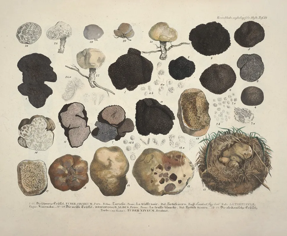 Naturgetreue Abblidungen Und Beschreibungen Der Essbaren Scha%cc%88dlichen Und Verda%cc%88chtigen Schwa%cc%88mme Pl 59 Wall Art by Julius Vincenz von Krombholz - High-Resolution Digital Print