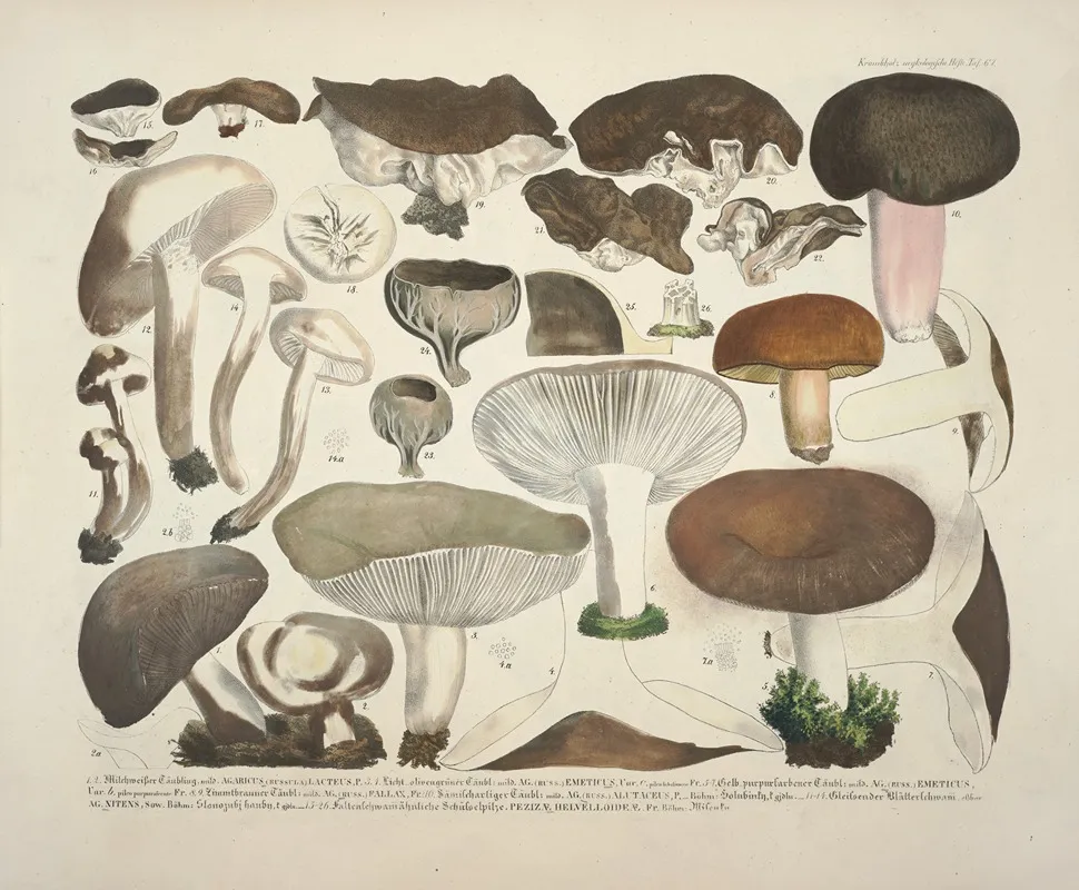 Naturgetreue Abblidungen Und Beschreibungen Der Essbaren Scha%cc%88dlichen Und Verda%cc%88chtigen Schwa%cc%88mme Pl 61 Wall Art by Julius Vincenz von Krombholz - High-Resolution Digital Print