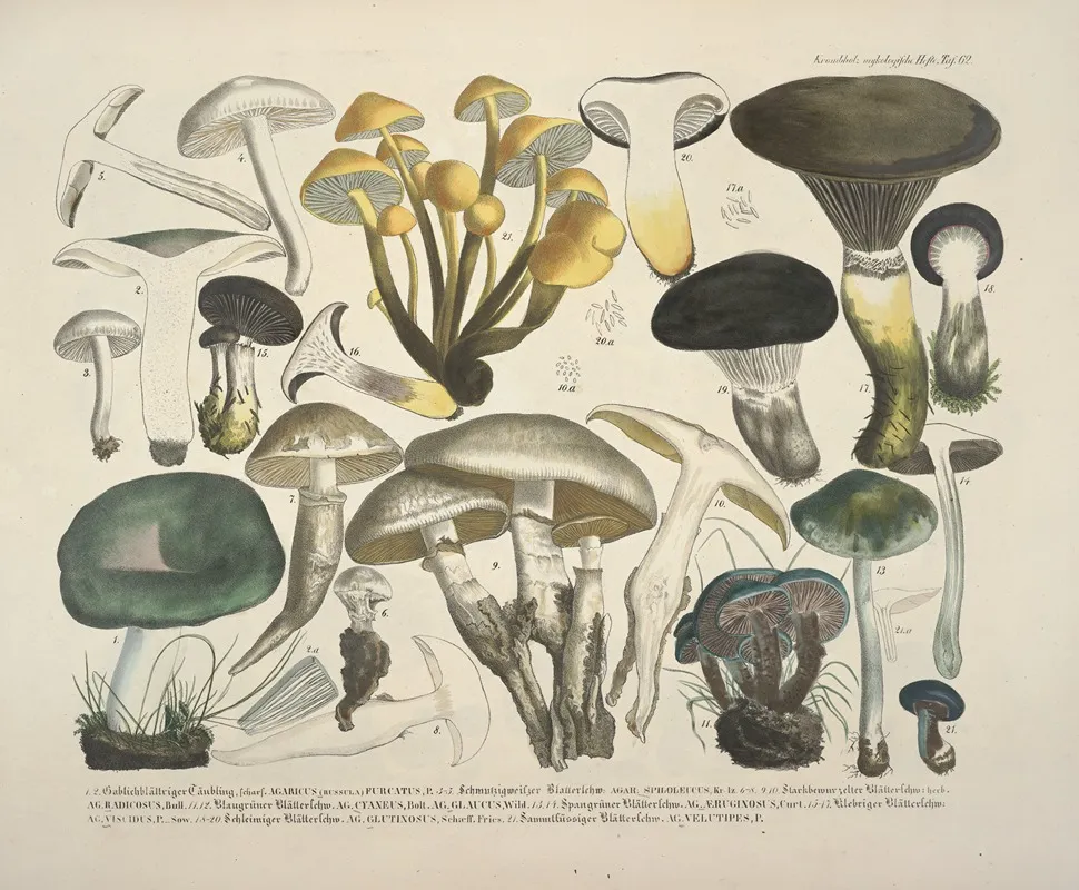 Naturgetreue Abblidungen Und Beschreibungen Der Essbaren Scha%cc%88dlichen Und Verda%cc%88chtigen Schwa%cc%88mme Pl 62 Wall Art by Julius Vincenz von Krombholz - High-Resolution Digital Print