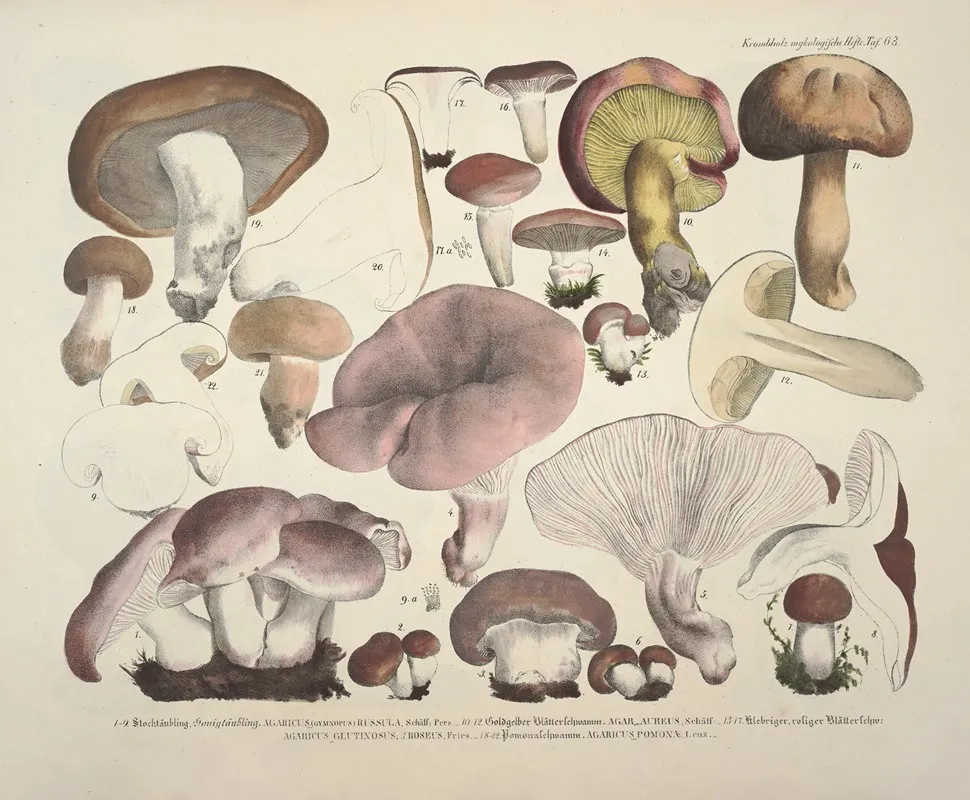 Naturgetreue Abblidungen Und Beschreibungen Der Essbaren Scha%cc%88dlichen Und Verda%cc%88chtigen Schwa%cc%88mme Pl 63 Wall Art by Julius Vincenz von Krombholz - High-Resolution Digital Print