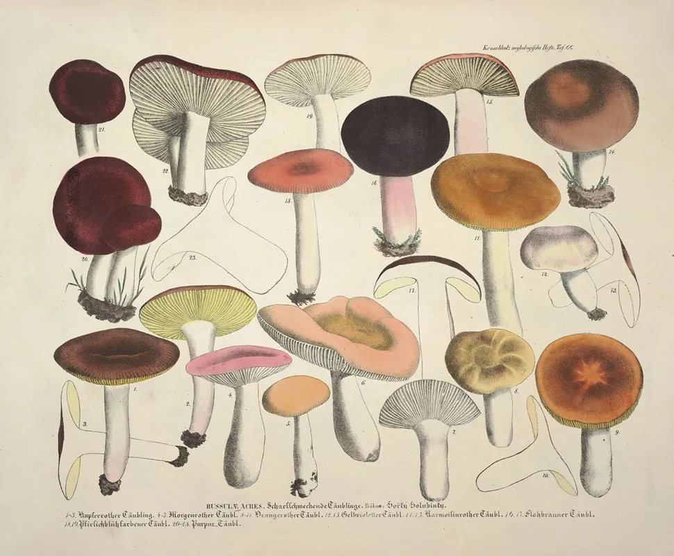 Naturgetreue Abblidungen Und Beschreibungen Der Essbaren Scha%cc%88dlichen Und Verda%cc%88chtigen Schwa%cc%88mme Pl 66 Wall Art by Julius Vincenz von Krombholz - High-Resolution Digital Print