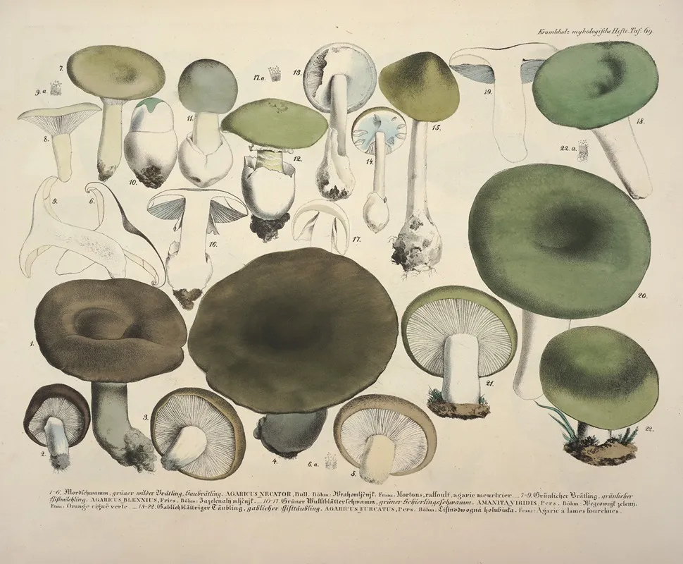 Naturgetreue Abblidungen Und Beschreibungen Der Essbaren Scha%cc%88dlichen Und Verda%cc%88chtigen Schwa%cc%88mme Pl 69 Wall Art by Julius Vincenz von Krombholz - High-Resolution Digital Print