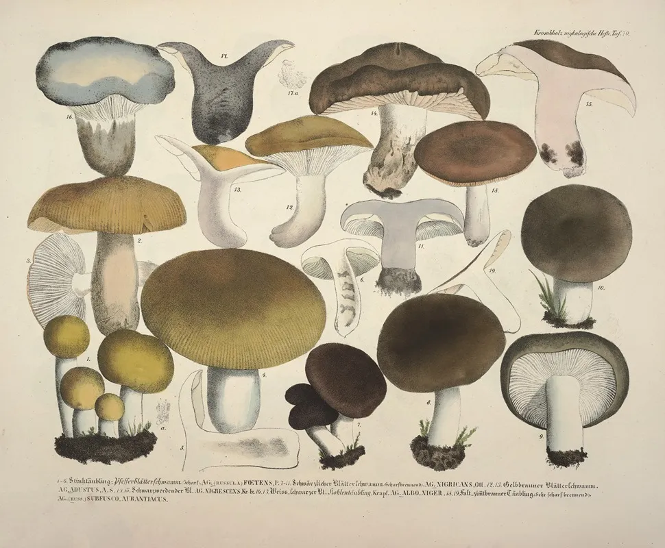 Naturgetreue Abblidungen Und Beschreibungen Der Essbaren Scha%cc%88dlichen Und Verda%cc%88chtigen Schwa%cc%88mme Pl 70 Wall Art by Julius Vincenz von Krombholz - High-Resolution Digital Print