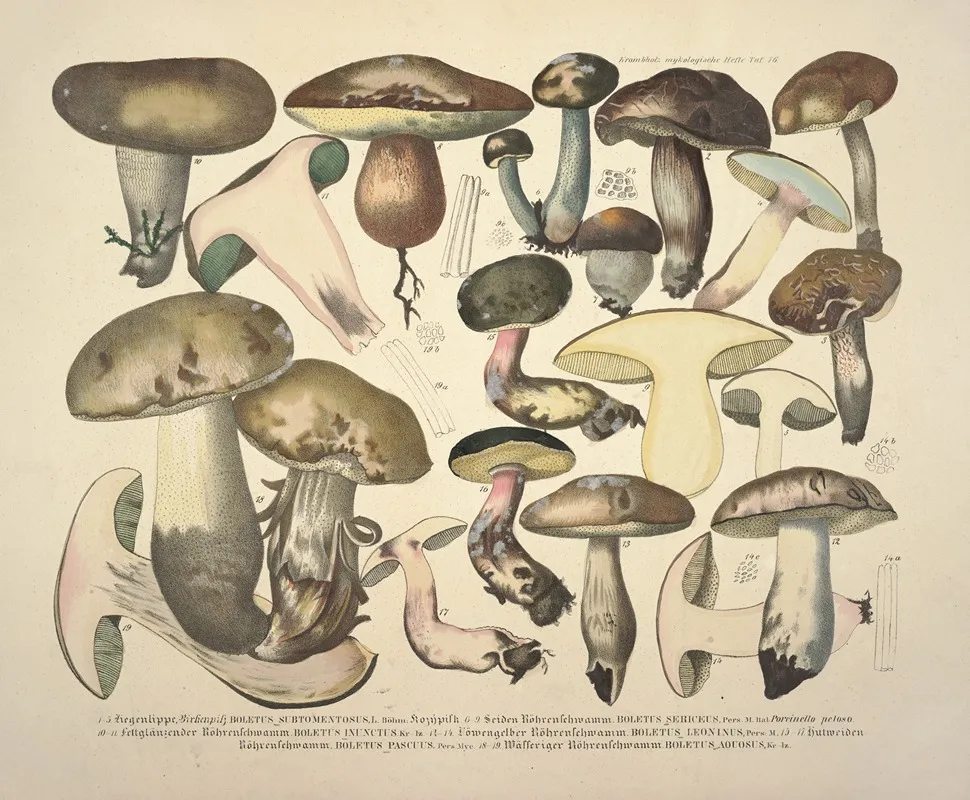 Naturgetreue Abblidungen Und Beschreibungen Der Essbaren Scha%cc%88dlichen Und Verda%cc%88chtigen Schwa%cc%88mme Pl 76 Wall Art by Julius Vincenz von Krombholz - High-Resolution Digital Print