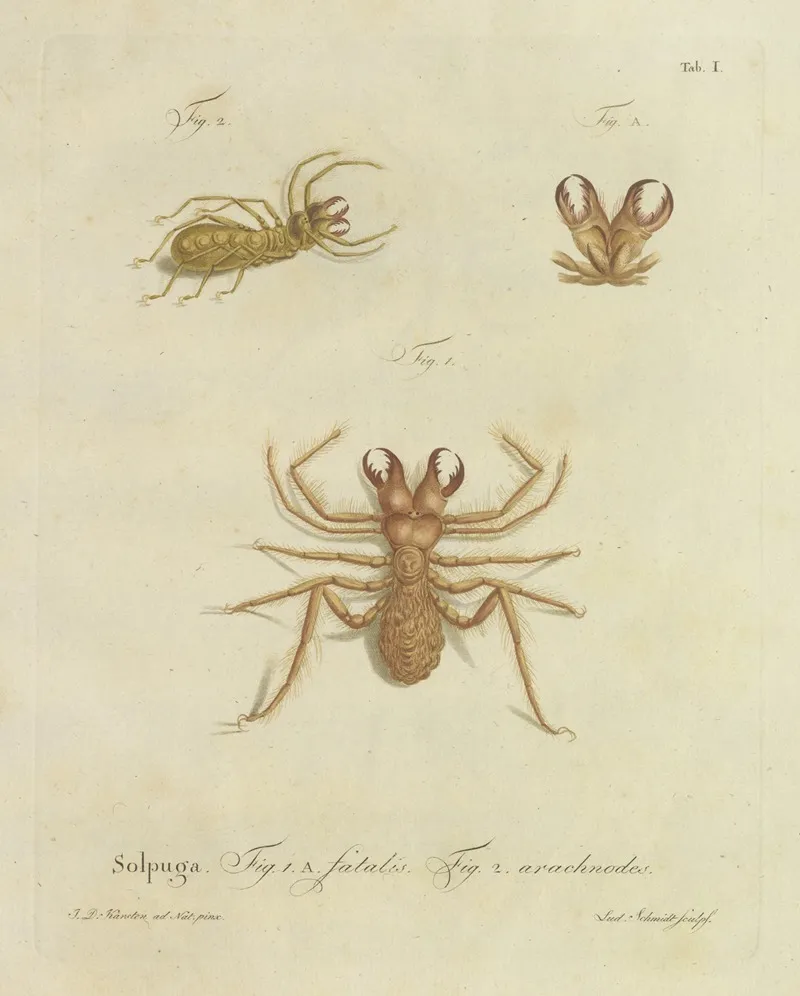 Natursystem Der Ungeflügelten Insekten Pl 01 Wall Art by Johann Friedrich Wilhelm Herbst - High-Resolution Digital Print