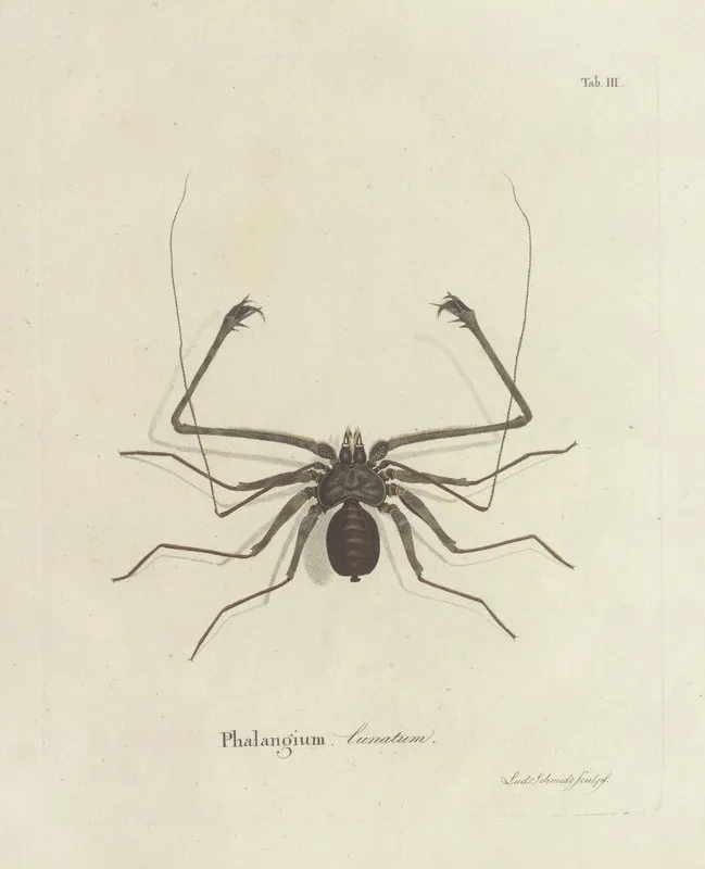 Natursystem Der Ungeflügelten Insekten Pl 03 Wall Art by Johann Friedrich Wilhelm Herbst - High-Resolution Digital Print
