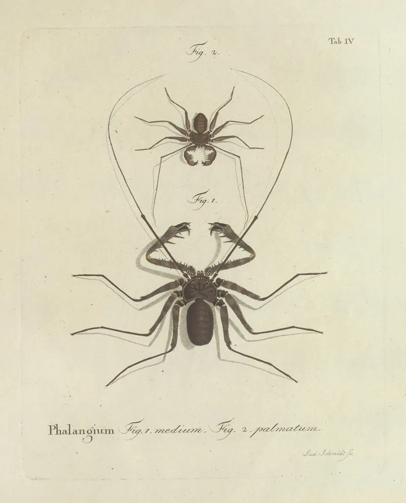 Natursystem Der Ungeflügelten Insekten Pl 04 Wall Art by Johann Friedrich Wilhelm Herbst - High-Resolution Digital Print