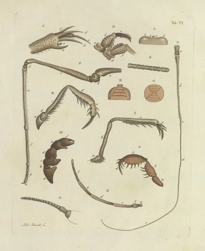 Natursystem Der Ungeflügelten Insekten Pl 06 Wall Art by Johann Friedrich Wilhelm Herbst - High-Resolution Digital Print