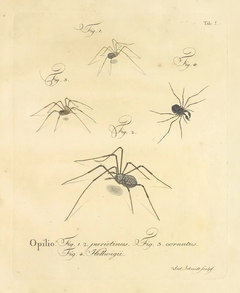 Natursystem Der Ungeflügelten Insekten Pl 07 Wall Art by Johann Friedrich Wilhelm Herbst - High-Resolution Digital Print