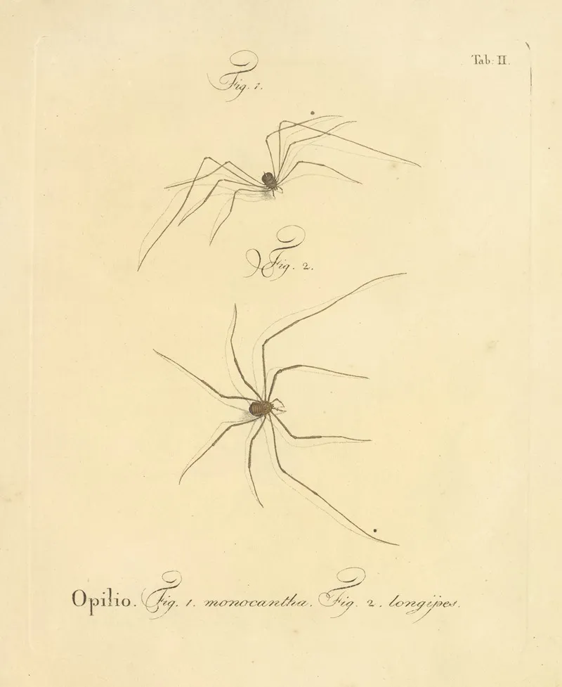 Natursystem Der Ungeflügelten Insekten Pl 08 Wall Art by Johann Friedrich Wilhelm Herbst - High-Resolution Digital Print