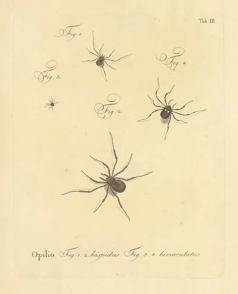 Natursystem Der Ungeflügelten Insekten Pl 09 Wall Art by Johann Friedrich Wilhelm Herbst - High-Resolution Digital Print