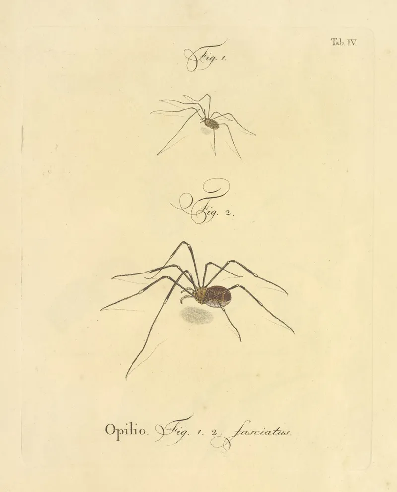 Natursystem Der Ungeflügelten Insekten Pl 10 Wall Art by Johann Friedrich Wilhelm Herbst - High-Resolution Digital Print