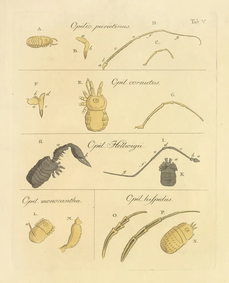 Natursystem Der Ungeflügelten Insekten Pl 11 Wall Art by Johann Friedrich Wilhelm Herbst - High-Resolution Digital Print