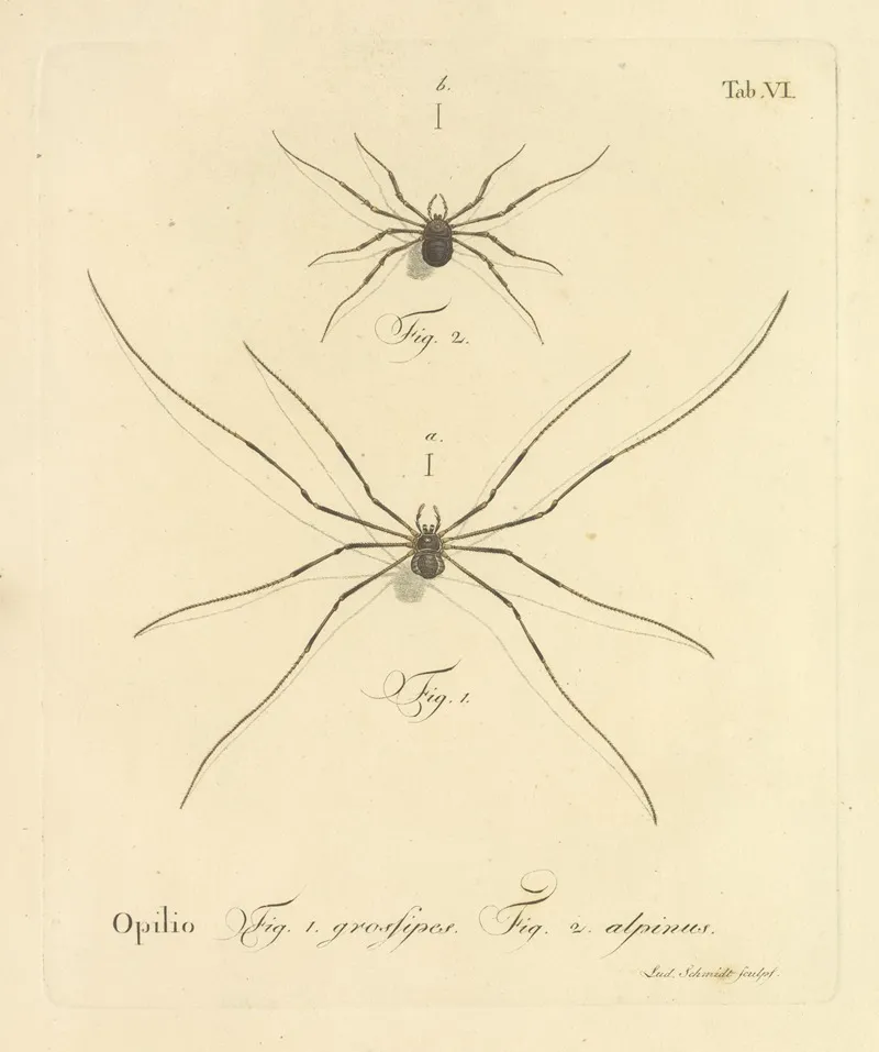 Natursystem Der Ungeflügelten Insekten Pl 12 Wall Art by Johann Friedrich Wilhelm Herbst - High-Resolution Digital Print