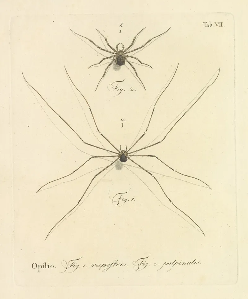 Natursystem Der Ungeflügelten Insekten Pl 13 Wall Art by Johann Friedrich Wilhelm Herbst - High-Resolution Digital Print