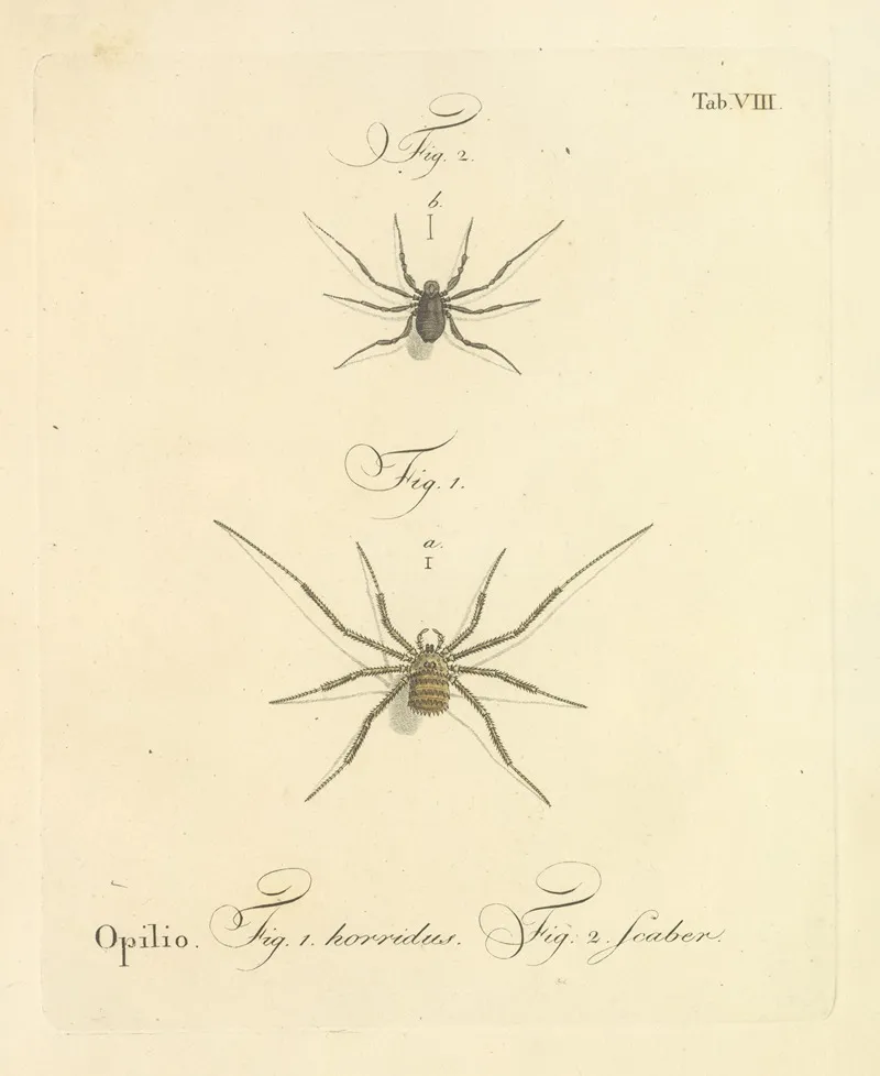 Natursystem Der Ungeflügelten Insekten Pl 14 Wall Art by Johann Friedrich Wilhelm Herbst - High-Resolution Digital Print