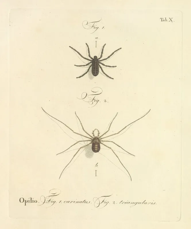 Natursystem Der Ungeflügelten Insekten Pl 16 Wall Art by Johann Friedrich Wilhelm Herbst - High-Resolution Digital Print