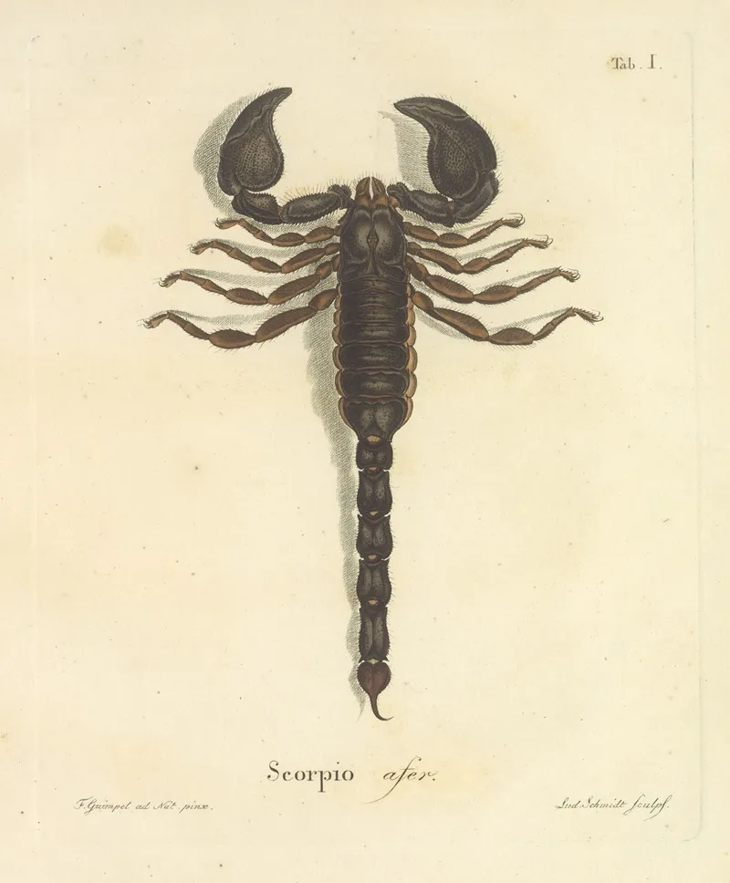 Natursystem Der Ungeflügelten Insekten Pl 17 Wall Art by Johann Friedrich Wilhelm Herbst - High-Resolution Digital Print