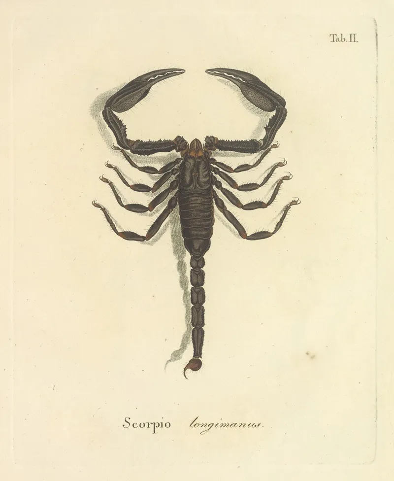 Natursystem Der Ungeflügelten Insekten Pl 18 Wall Art by Johann Friedrich Wilhelm Herbst - High-Resolution Digital Print