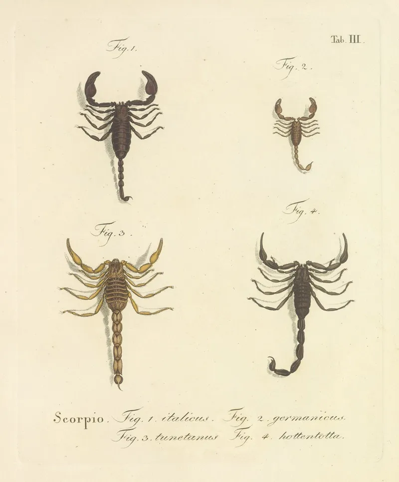 Natursystem Der Ungeflügelten Insekten Pl 19 Wall Art by Johann Friedrich Wilhelm Herbst - High-Resolution Digital Print