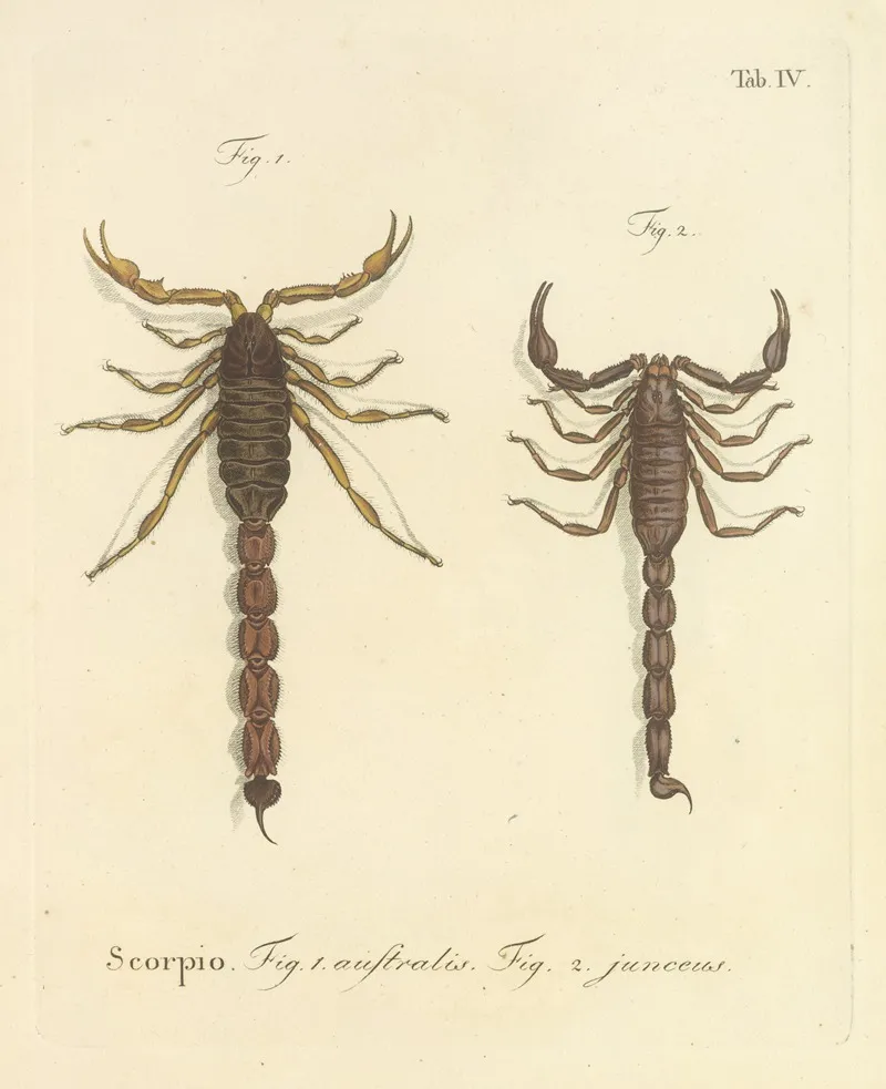 Natursystem Der Ungeflügelten Insekten Pl 20 Wall Art by Johann Friedrich Wilhelm Herbst - High-Resolution Digital Print