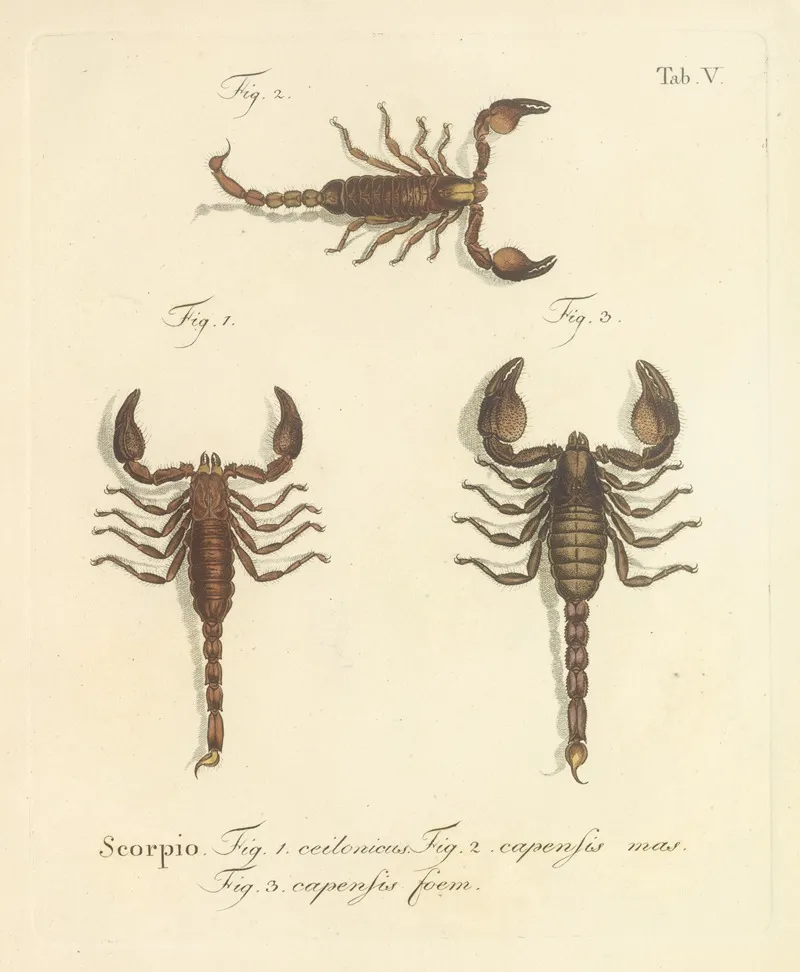Natursystem Der Ungeflügelten Insekten Pl 21 Wall Art by Johann Friedrich Wilhelm Herbst - High-Resolution Digital Print
