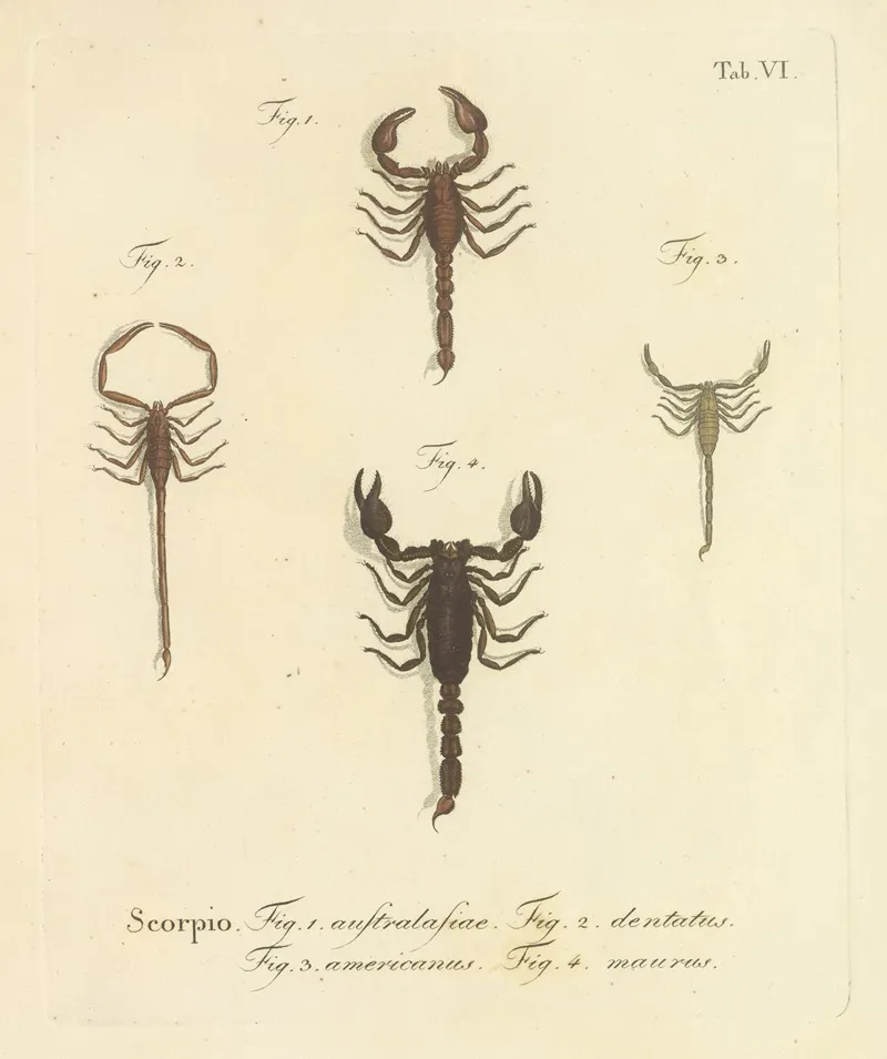 Natursystem Der Ungeflügelten Insekten Pl 22 Wall Art by Johann Friedrich Wilhelm Herbst - High-Resolution Digital Print