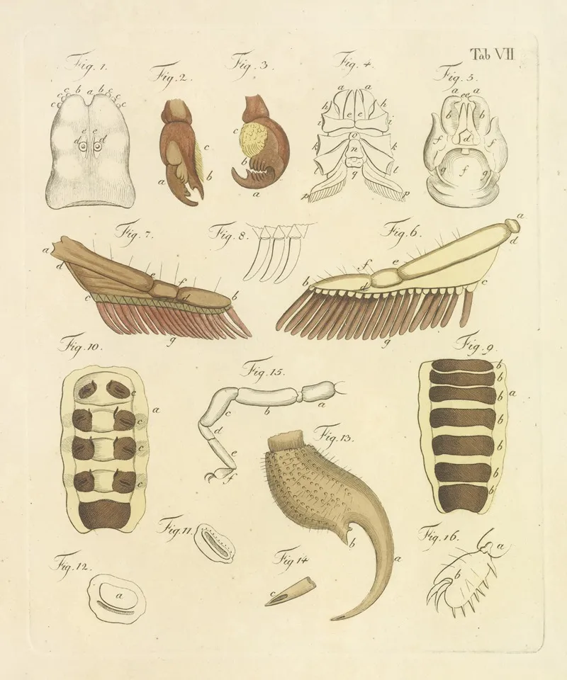 Natursystem Der Ungeflügelten Insekten Pl 23 Wall Art by Johann Friedrich Wilhelm Herbst - High-Resolution Digital Print