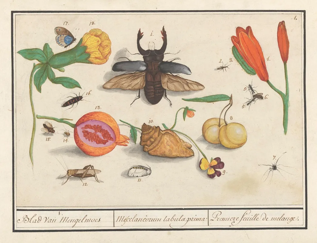 Natuurhistorische Ensemble Nr 1 1 Blad Van Mengelmoes Mescelaneorum Tabula Prima Premiere Feuille De Melanges Wall Art by Anselmus Boëtius de Boodt - High-Resolution Digital Print