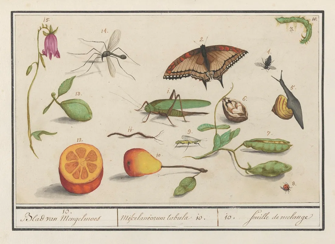 Natuurhistorische Ensemble Nr 10 10 Blad Van Mengelmoes Miscelaniorum Tabula 10 10 Feuille De Melange Wall Art by Anselmus Boëtius de Boodt - High-Resolution Digital Print