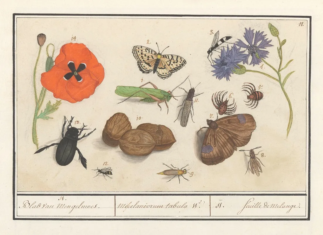 Natuurhistorische Ensemble Nr 11 11 Blad Van Mengelmoes Miscelaniorum Tabula 11 11 Feuille De Melange Wall Art by Anselmus Boëtius de Boodt - High-Resolution Digital Print