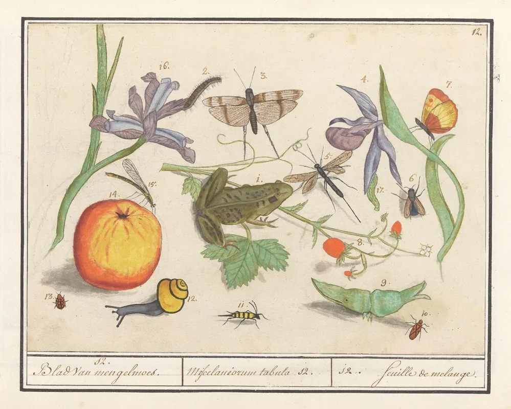 Natuurhistorische Ensemble Nr 12 12 Blad Van Mengelmoes Miscelaniorum Tabula 12 12 Feuille De Melange Wall Art by Anselmus Boëtius de Boodt - High-Resolution Digital Print