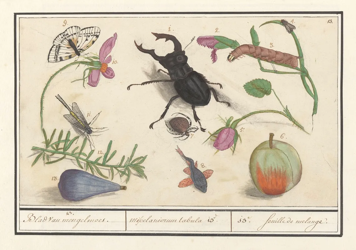 Natuurhistorische Ensemble Nr 13 13 Blad Van Mengelmoes Miscelaniorum Tabula 13 13 Feuille De Melange Wall Art by Anselmus Boëtius de Boodt - High-Resolution Digital Print