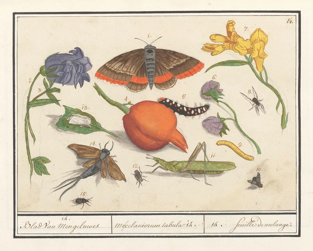 Natuurhistorische Ensemble Nr 14 14 Blad Van Mengelmoes Miscelaniorum Tabula 14 14 Feuille De Melange Wall Art by Anselmus Boëtius de Boodt - High-Resolution Digital Print