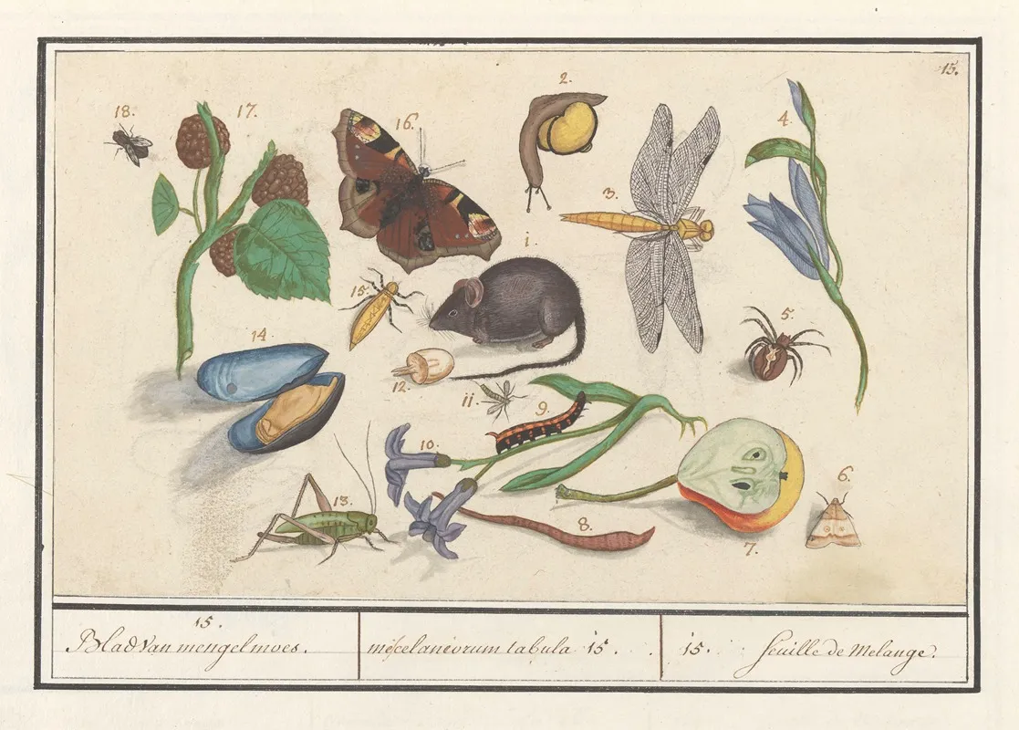 Natuurhistorische Ensemble Nr 15 15 Blad Van Mengelmoes Miscelaniorum Tabula 15 15 Feuille De Melange Wall Art by Anselmus Boëtius de Boodt - High-Resolution Digital Print