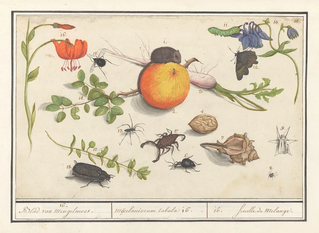 Natuurhistorische Ensemble Nr 16 16 Blad Van Mengelmoes Miscelaniorum Tabula 16 16 Feuille De Melange Wall Art by Anselmus Boëtius de Boodt - High-Resolution Digital Print
