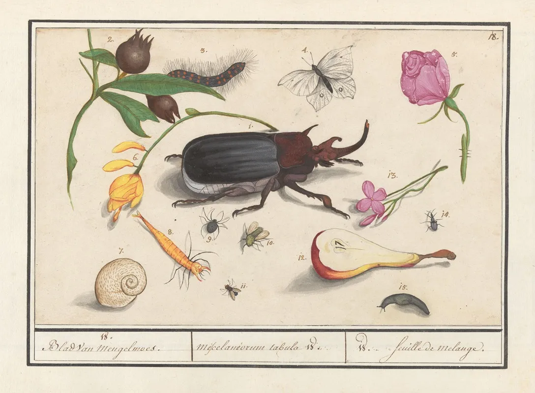 Natuurhistorische Ensemble Nr 18 Wall Art by Anselmus Boëtius de Boodt - High-Resolution Digital Print
