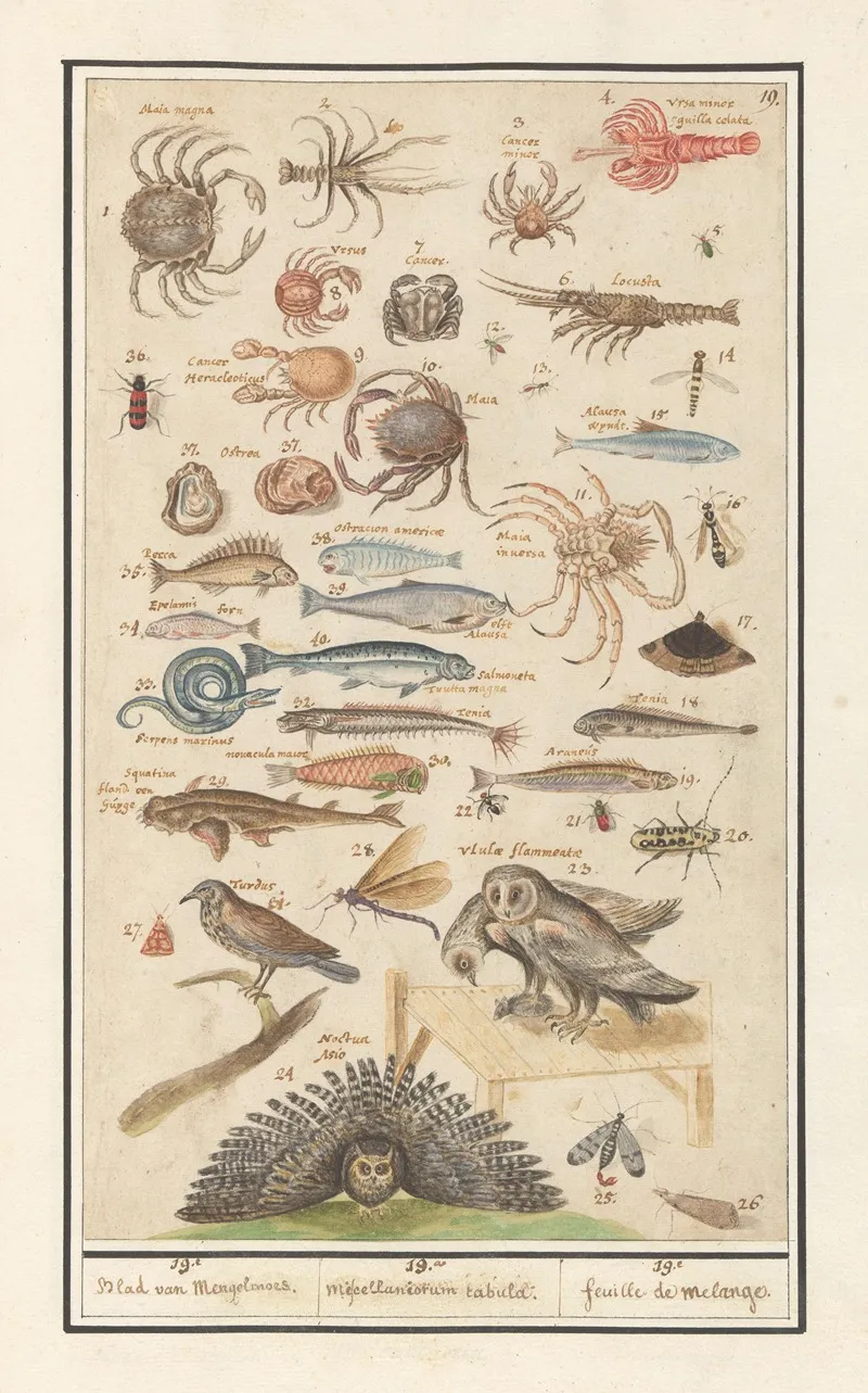 Natuurhistorische Ensemble Nr 19 19e Blad Van Mengelmoes 19 Miscelaniorum Tabula 19e Feuille De Melange Wall Art by Anselmus Boëtius de Boodt - High-Resolution Digital Print