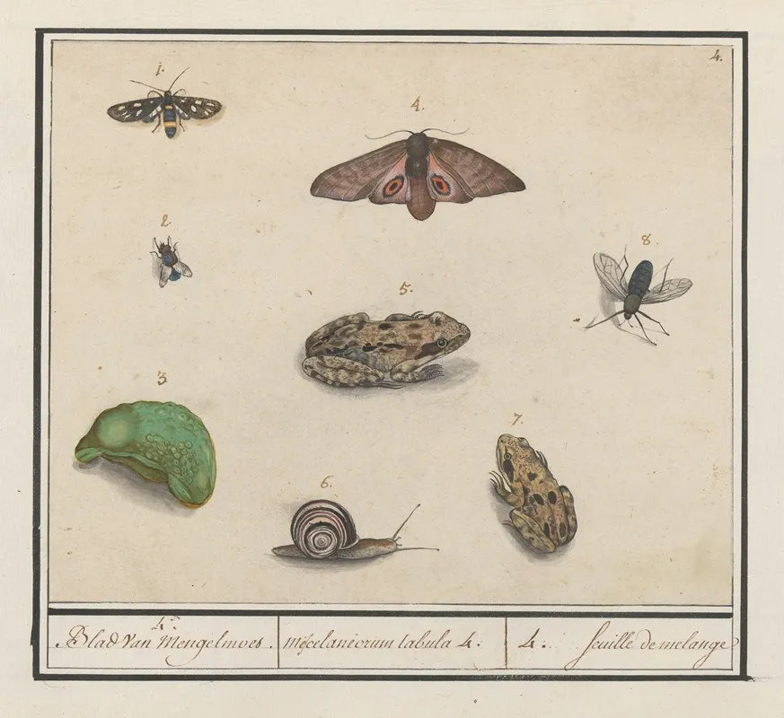 Natuurhistorische Ensemble Nr 4 4 Blad Van Mengelmoes Miscelaniorum Tabula 4 4 Feuille De Melange Wall Art by Anselmus Boëtius de Boodt - High-Resolution Digital Print